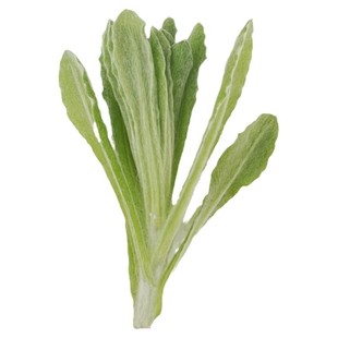 开花清明菜野生鼠曲菜重庆鼠麴草鼠耳草田艾清明草食用糍粑青团