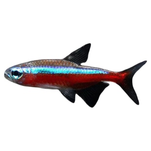 红绿灯宝莲灯黑尾大勾喷火灯观赏鱼小型热带鱼群游包邮好养