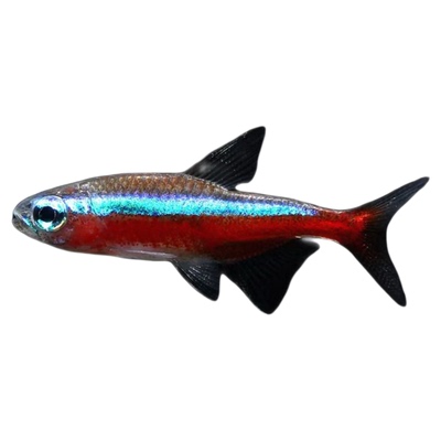 红绿灯宝莲灯黑尾大勾喷火灯观赏鱼小型热带鱼群游包邮好养