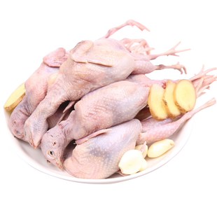 大号母鹌鹑新鲜鹌鹑肉速冻白条鹌鹑烧烤油炸生骨肉现杀20只包邮