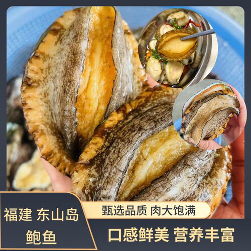 姐妹生鲜速冻鲍鱼8-10头鲍6cm左右 口感鲜美适合红烧 冷冻海鲜