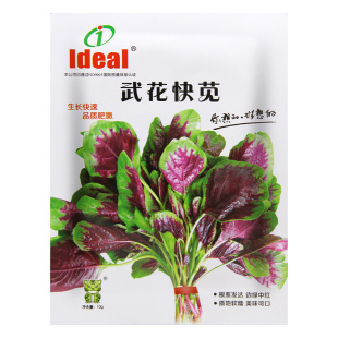 花叶苋菜种子红苋菜四季大圆叶红苋菜种籽蔬菜菜籽阳台盆栽种孑