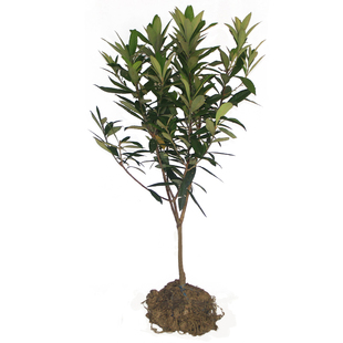 3年生白沙枇杷苗 结果早宁海白软条白玉冠玉果树苗木嫁接带土球苗