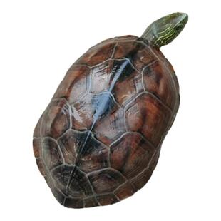 草龟乌龟活物外塘中华龟宠物活体风水龟花杂草龟水龟网红大龟情侣