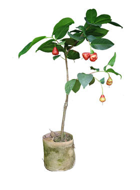 莲雾盆栽地栽庭院种植黑糖芭比