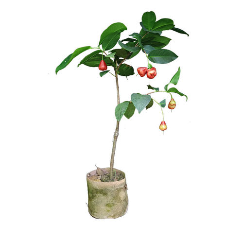 黑金刚 黑糖芭比莲雾嫁接苗 大叶红 水果盆栽地栽果树苗庭院种植