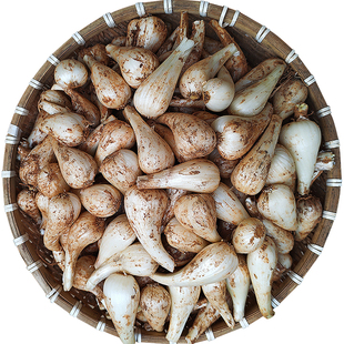 藠头新鲜蔬菜时令荞头农家新鲜泡菜现挖现发去须小蒜茭头5斤包邮