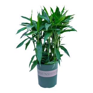 富贵竹盆栽室内阳台客厅办公室桌面招财植物绿植适合土养土培花卉