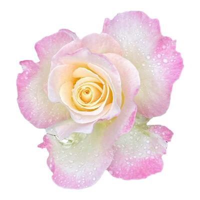 六翼天使月季花四季浓香切花玫瑰