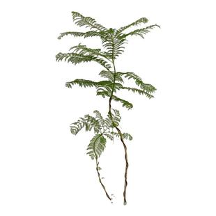 苏太植物 蓝花楹大型绿植 小众造型优美氛围感落地盆栽韩国风植物