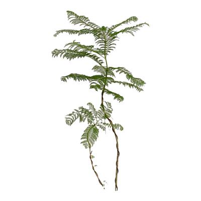 苏太植物韩风植物物美价廉