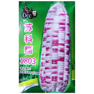 苏科糯1803国审甜粘彩香花糯玉米种子包苞谷种籽农家田园庭院蔬菜