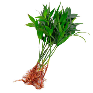 驱蚊竹柏水培植物小盆栽室内客厅办公室桌面水养花卉绿植四季好养