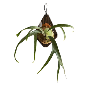 细叶侏儒路易士小猫咪P.Litte kitty细叶优雅挂墙装饰鹿角蕨