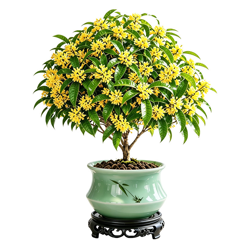 桂花盆栽金桂树苗四季桂老桩室内开花浓香型月桂庭院阳台盆景绿植