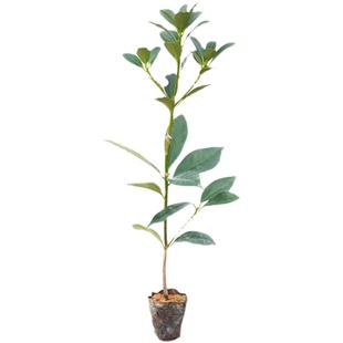 正品高产嫁接大红八角果树苗矮化古龙罗马大料八角当年结果北种植