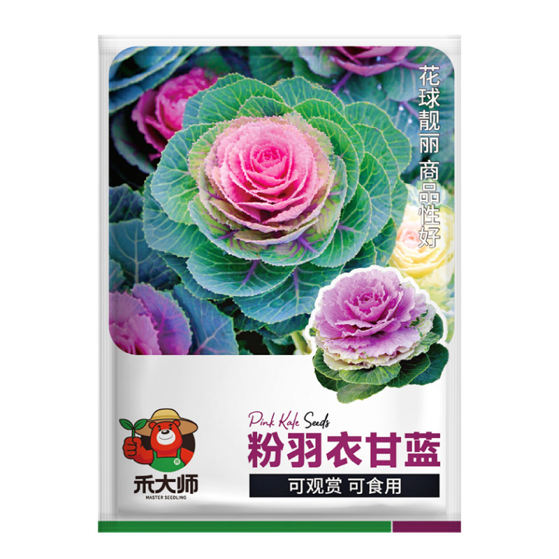 粉羽衣甘蓝种子观赏观叶花卉绿紫羽衣甘蓝蔬菜种籽庭院阳台种植