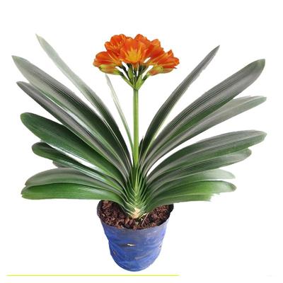 君子兰盆栽精品绿植花卉植物室内圆头和尚四季带花苞大苗当年开花