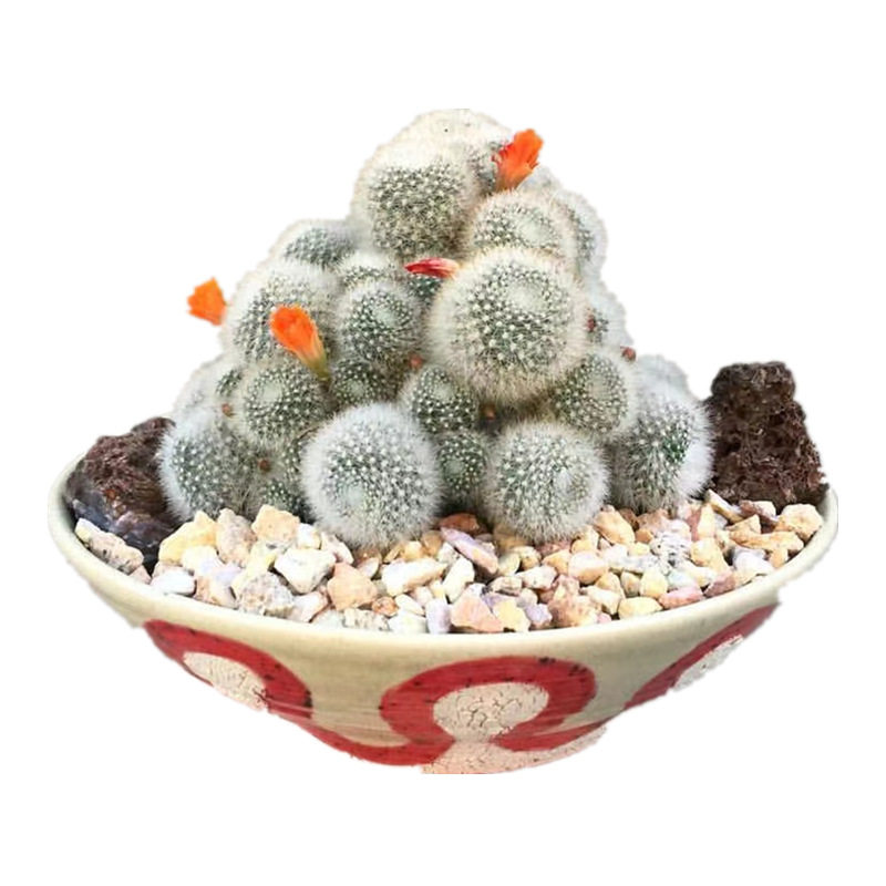 Rebutia muscula|雪丽山仙人球群生开花仙人掌类植物盆栽室内新品