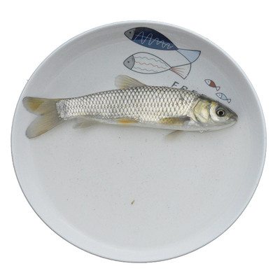 弥翠园草鱼苗淡水养殖特大脆肉皖