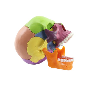 医学可拆分卸15部件1:2人体彩色头骨模型头颅骷髅头艺用口腔医用