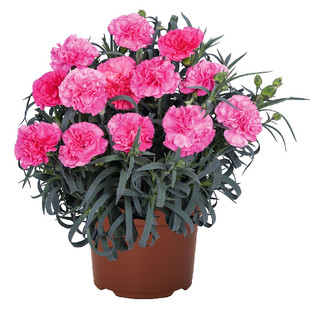 康乃馨盆栽好养现在开花园阳台室内桌面矮石竹带花苞发母亲节鲜花