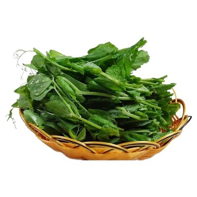 四季豌豆尖种子豌豆苗阳台盆栽