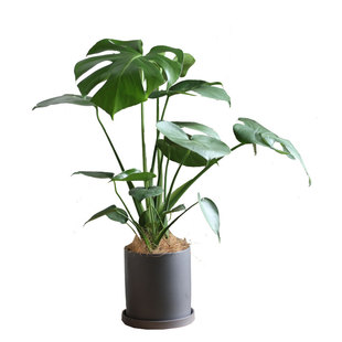 亲爱的绿植龟背竹大盆栽办公室ins网红真花净化空气好养客厅植物