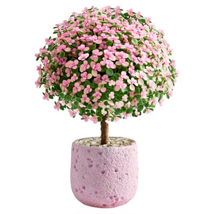 金枝玉叶老桩多肉植物室内小盆栽大颗好养新手花卉办公室桌面绿植