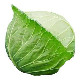 新鲜包菜当季包心菜农家蔬菜圆白菜现摘甘蓝自种沙拉卷心菜莲花白