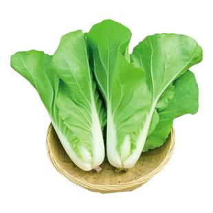 菜籽种大全四季青菜种子孑10月份种的菜香菜蔬菜菠菜葱种生菜冬季