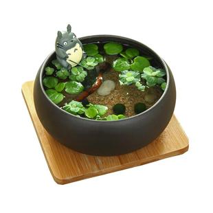 槐叶萍迷你细叶兔耳萍水草浮萍水生水培植物观造景净化水质鱼缸