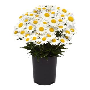 进口大滨菊种子泛美麦当娜系列春季室内阳台盆栽四季易种花卉种子