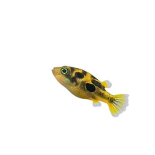 鱼官儿巧克力娃娃鱼小河豚狗头鱼工具鱼除杂螺螺卵杀手螺斑马狗头