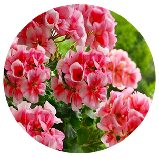 天竺葵种孑重瓣进口花种子籽四季开花盆栽多年生花苗庭院易活花卉