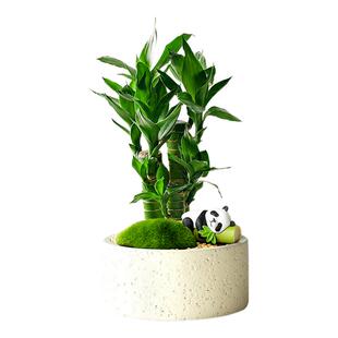 植季富贵竹植物发财树小盆栽离职礼物绿植礼盒女生生日创意伴手礼