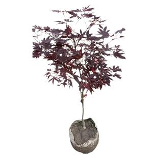 金叶子枫树盆栽红枫树苗庭院风景树花园植物阳台盆栽黄金流泉枫树