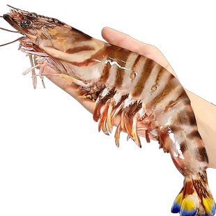 竹节虾海鲜九节虾斑节虾黑虎虾基围虾特大超大虾鲜活速冻水产海虾