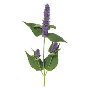 藿香种子食用解暑正气香草种籽孑易活播种室内阳台盆栽庭院多年生