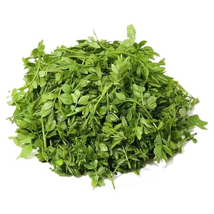 2026新鲜花椒芽当季新采食用现摘现发花椒嫩叶山东野菜炸花椒芽叶