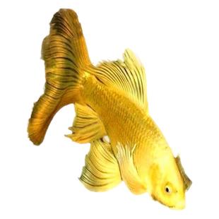 纯种锦鲤鱼黄金白金乌金龙凤锦鲤鱼观赏鱼淡水金鱼冷水鱼活体包邮