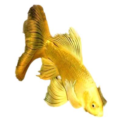 日本纯种锦鲤鱼黄金白金乌金龙凤