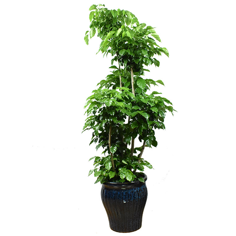 绿宝多层盆栽大型老桩好养