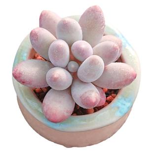 【一物一拍】汤圆肉嘟嘟粉紫色多肉植物新手阳台盆栽绿植满28包邮