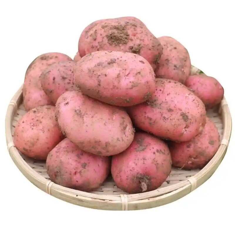 土豆云南特产新鲜红皮黄心土豆农家自种老品种洋芋高原现挖马铃薯