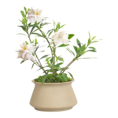 栀子花单瓣小叶花卉盆栽