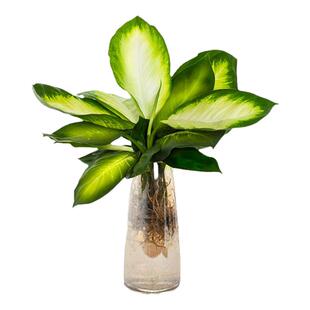 水培玛丽安盆栽银皇后万年青盆无土纯水培植物办公室绿植桌面好养