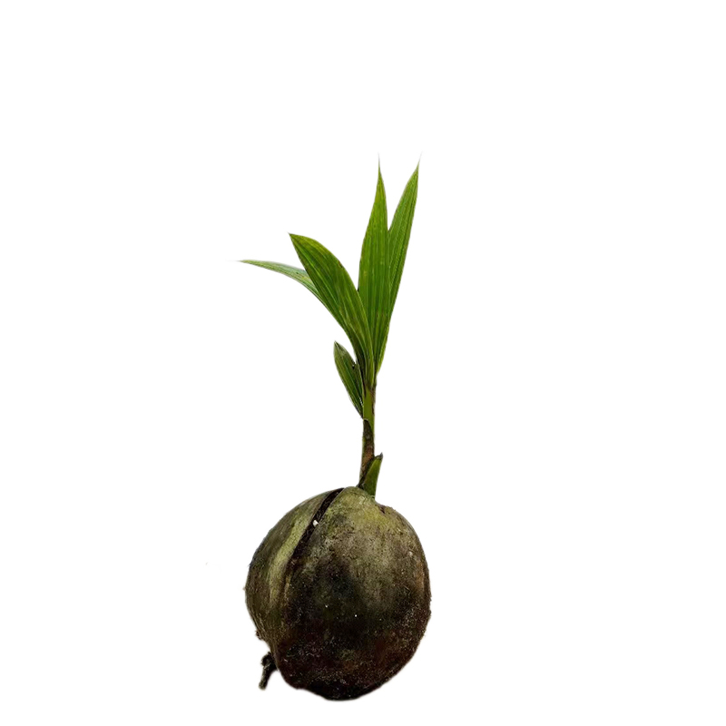 椰子果树苗椰子苗青椰子苗金椰子苗庭院种植园艺常绿植花盆