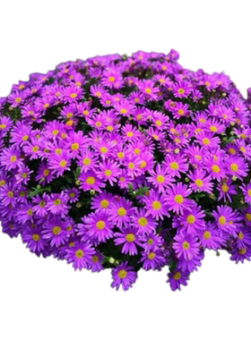 姬小菊花籽四季播种易成活发芽快