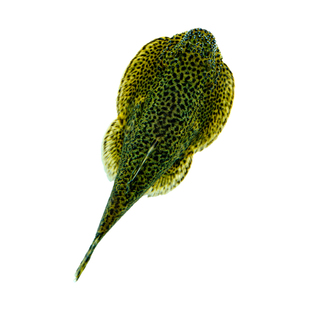 专吃鱼屎粪便的河蚌黄金螺观赏黑金刚食藻苹果青苔清洁缸除藻冷淡